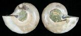 Small Desmoceras Ammonite Pair #5322-1